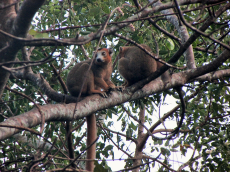 CROWNED LEMURS